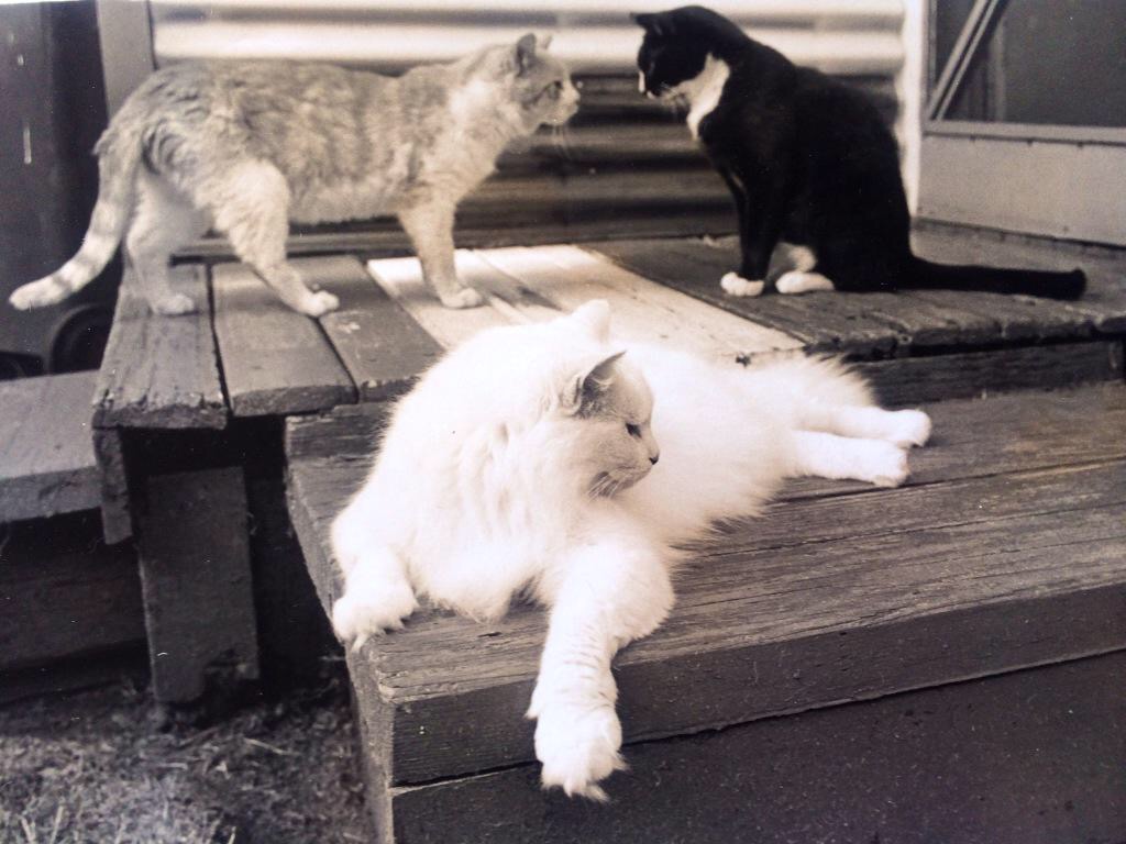 All the cats in the local community would congregate in his backyard in the afternoons.