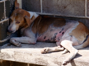 Homeless dog in Delhi 