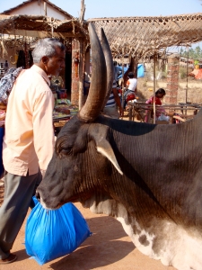 Gods - the cows of India