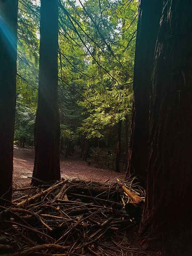redwood trees in Warburton National Park