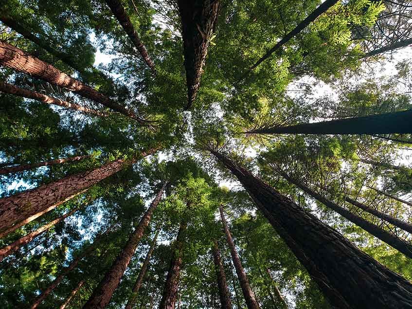 redwood trees in Warburton National Park