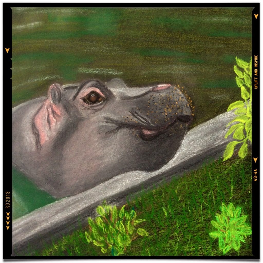 Watercolour Baby Hippo By Truth Devour